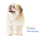 Image for article titled Amazon's Error Dogs, Ranked